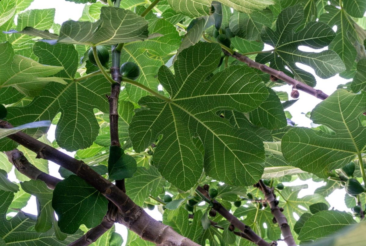 The analogy of the fig tree also has strong ties to the fear of failure, as students may become so caught up in the fear of making a wrong decision that they may become paralyzed by the fear of failure, causing them to not try new things or take any chances whatsoever.