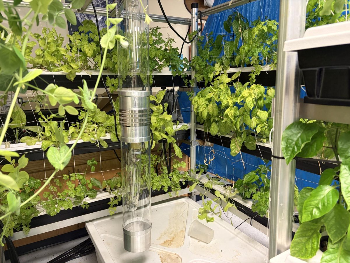 The plants sit in channels that are filled with nutrient-filled water, and they are planted in black pots with holes at the bottom that are filled with clay pellets.